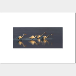 Fishing - Great Egrets Posters and Art